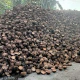 Coconut Shell (Bao) for Sale